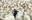fungi274-1