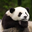pandaman4200