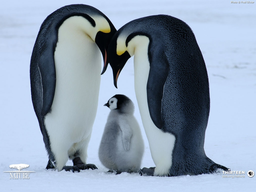 Penguinxoxoxo