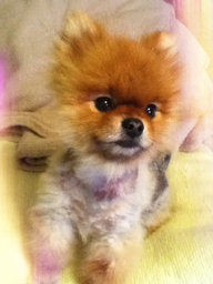 skippyjoe55