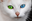 miaboyl1