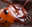 Bug_Boy
