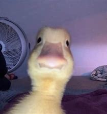 dinqnuggs_