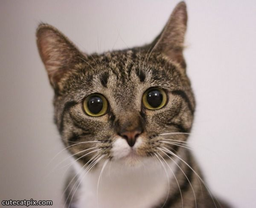 kittylover7