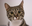 kittylover7