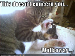 pawsawhilecattery