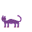 cat1