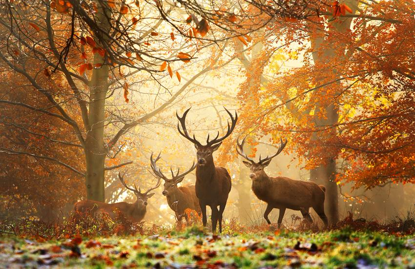 Deer In The Woods