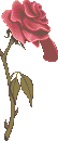 Beauty and The Beast - Enchanted Rose