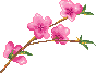 Cherry Blossom Branch