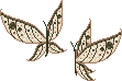 Brown Butterflies