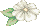 White Flower
