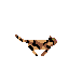 tortus-cat-run-1