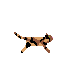 tourtus-cat-run-2
