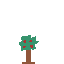 apple tree