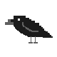 crow