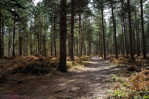 the glory of fritton woods
