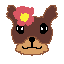 koira