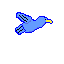 bird fly