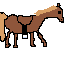 horse