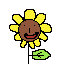 sun flower