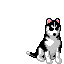 husky