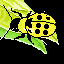 escarabajo
