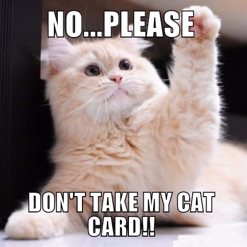 cat