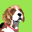beagle eye