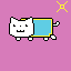 my cat