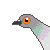 pigeon