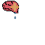 brain
