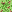 grass_75