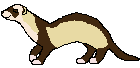 ferret1