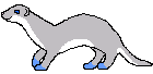 ferret5