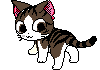 kitten