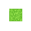grass