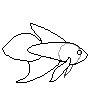 betta spade tail