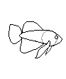 betta plakat
