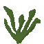 betta plant