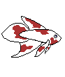 koi betta