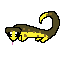 salamander