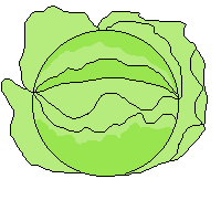 lechuga