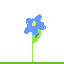 blue or forget me not