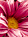 flower 1
