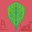 a leaf