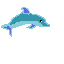 scratch dolphin