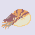 nautilus