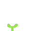 seedling