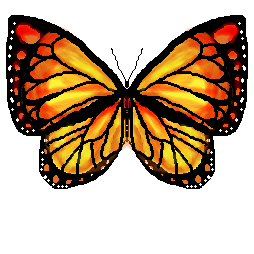 butterfly